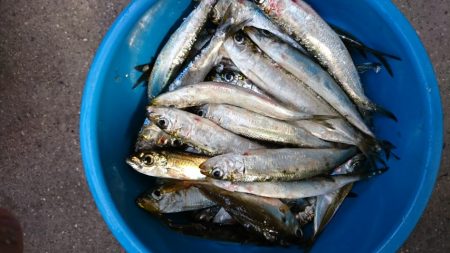 サビキ釣りでイワシ